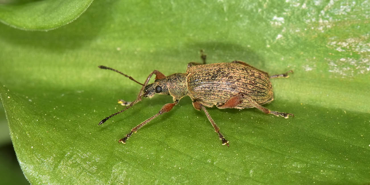 Curculionidae: Phyllobius glaucus?  S !